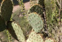 Apache Trail Historic Road (AZ)