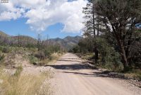 Chiricahua Loop (AZ)