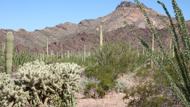 Organ Pipe Cactus National Monument (AZ)