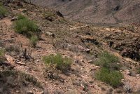 Organ Pipe Cactus National Monument (AZ)
