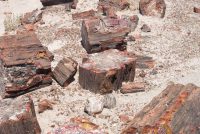 Petrified Forest National Park (AZ)