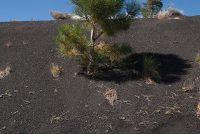 Sunset Crater Volcano National Monument (AZ)