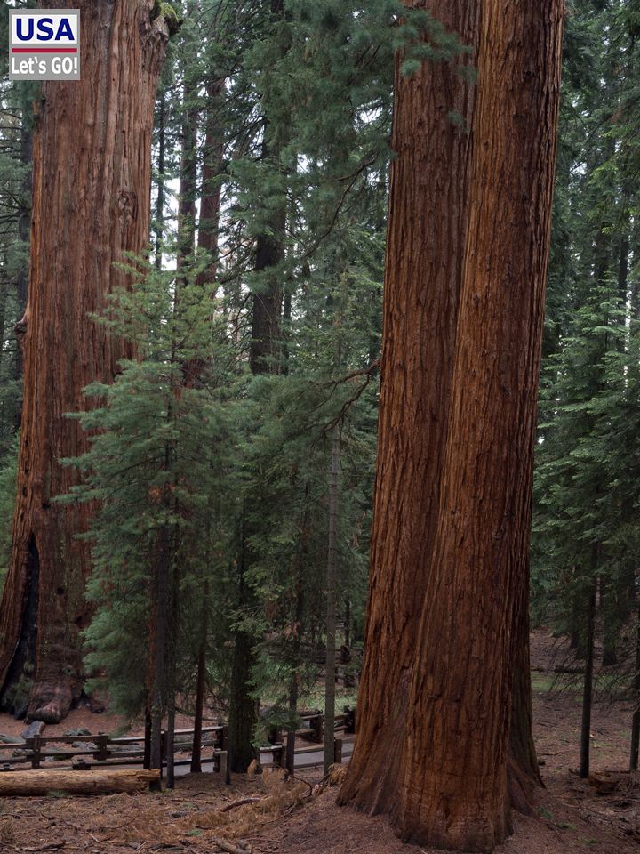 Sequoia National Park