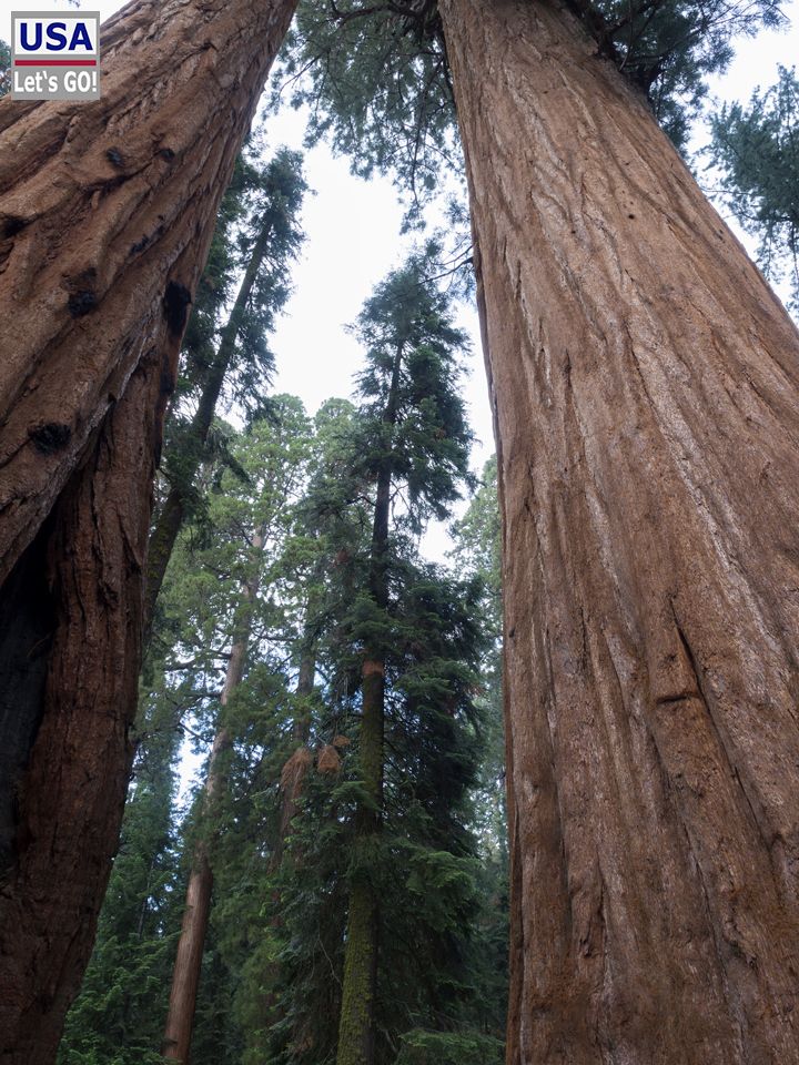 General Sherman Tree Sequoia National Park