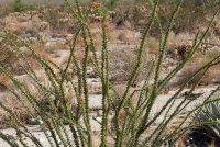 Anza-Borrego Desert State Park (CA)