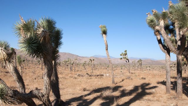 Joshua Tree National Park (CA)