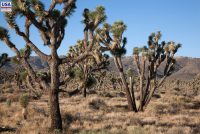 Joshua Tree National Park (CA)