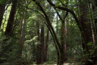Muir Woods National Monument (CA)