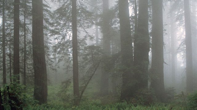 Redwood National & State Parks (CA)