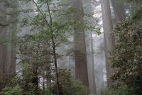 Redwood National Park & State Parks (CA)