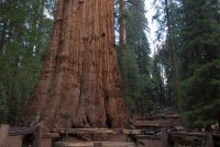 Sequoia National Park (CA)