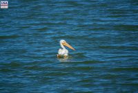 Carolside Reservoir (AB)