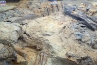 Dinosaur Provincial Park (AB)