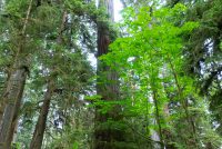 MacMillan Provincial Park (BC)