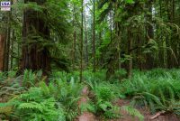 MacMillan Provincial Park (BC)