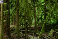 MacMillan Provincial Park (BC)