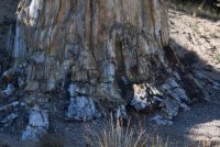 Florissant Fossil Beds National Monument (CO)