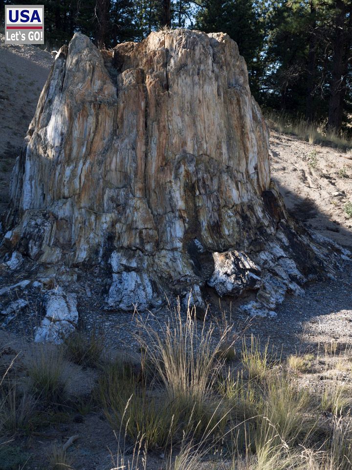 Big Stumpf Florissant Fossil Beds National Monument