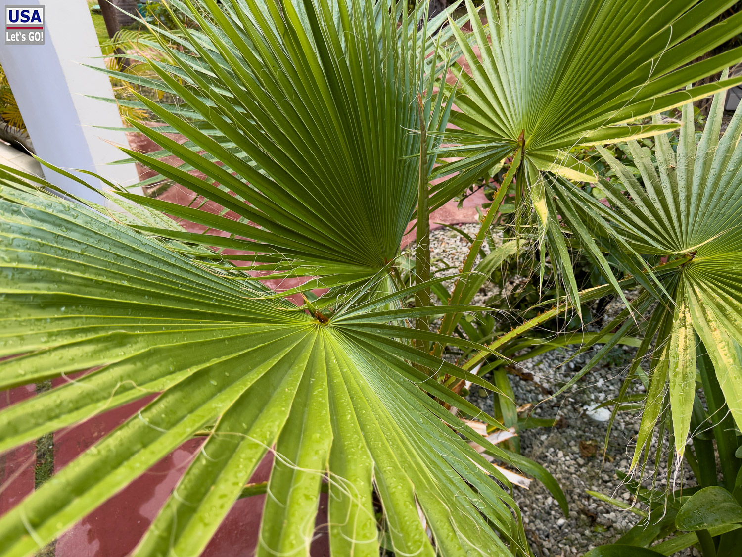 Tropische Gartenanlage des Los Corales Beach Village, Bavaro