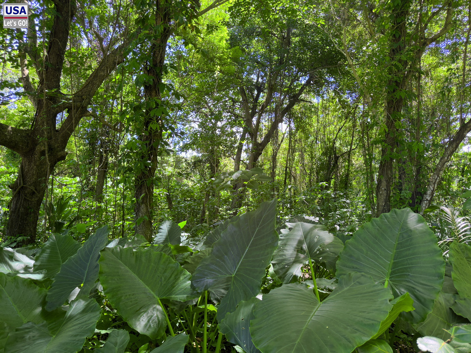 Waldweg am Playa Mor&oacute;n
