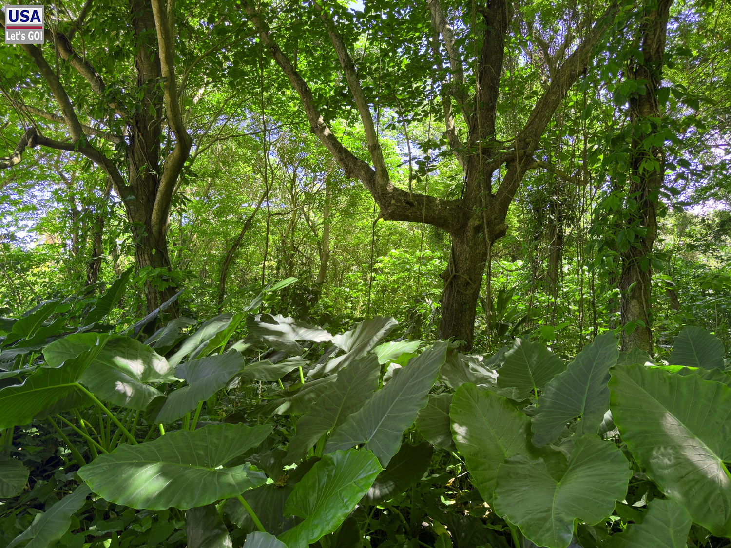 Waldweg am Playa Mor&oacute;n