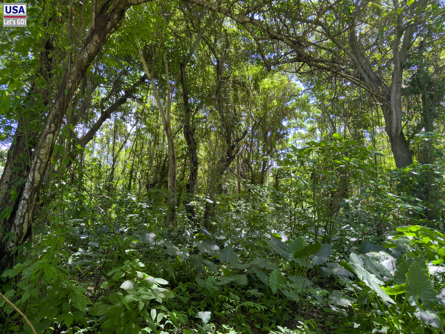 Waldweg am Playa Mor&oacute;n