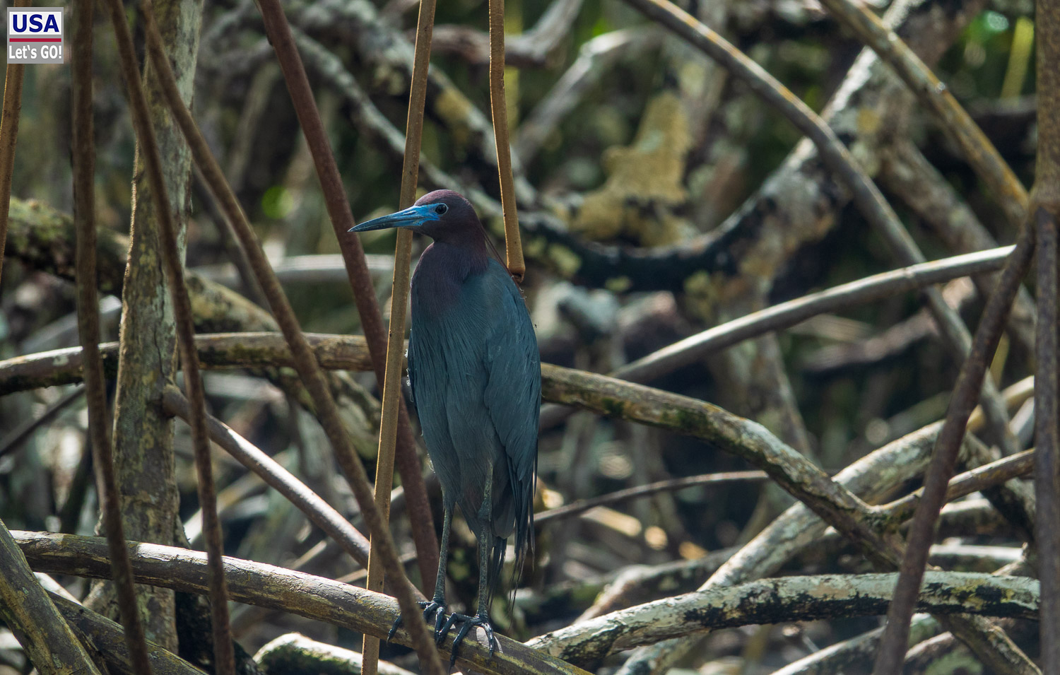 Vogel im Mangrovengebiet des Los Haitises