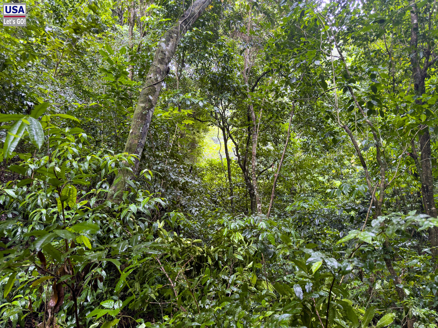Regenwald im Nationalpark Los Haitises