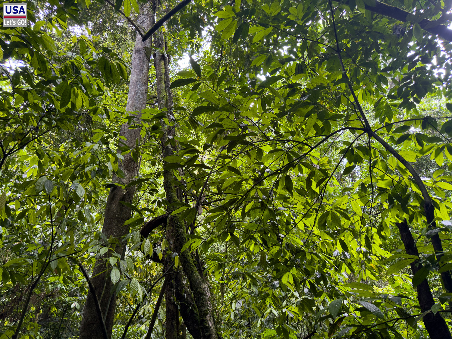Regenwald im Nationalpark Los Haitises