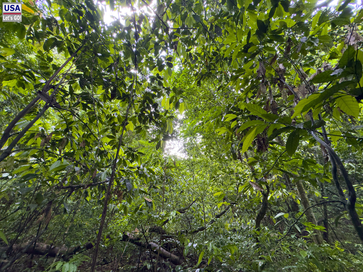 Regenwald im Nationalpark Los Haitises