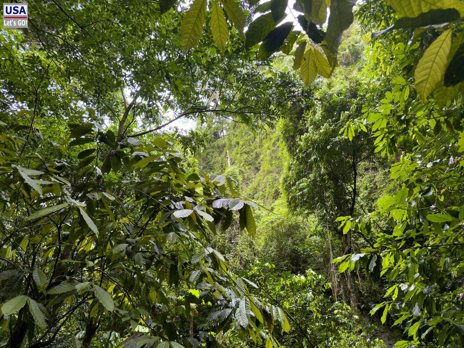 Regenwald im Nationalpark Los Haitises