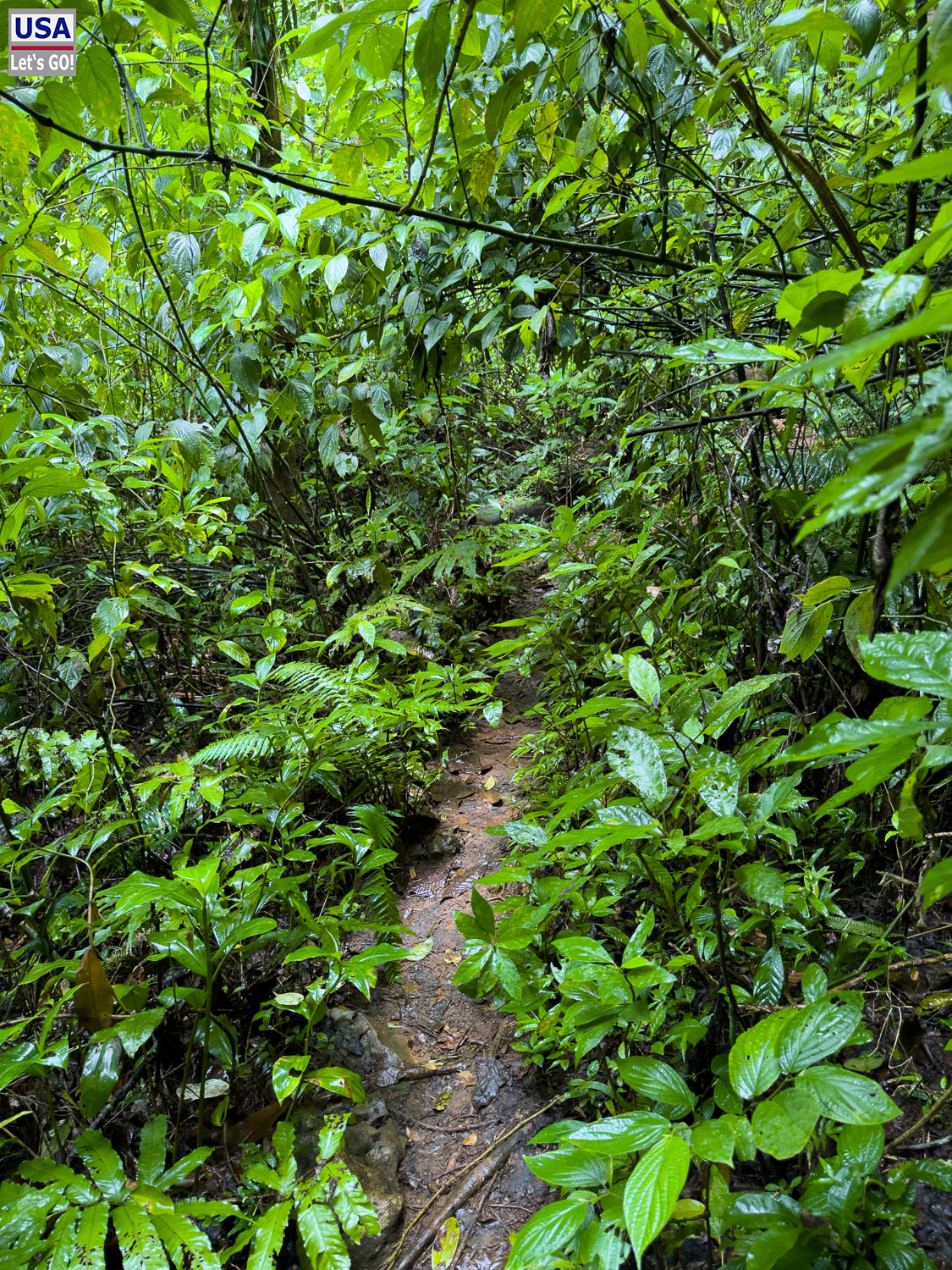 Regenwaldpfad im Los Haitises
