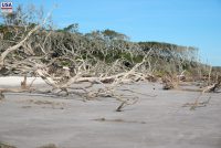 Big Talbot Island State Park (FL)