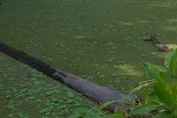 Corkscrew Swamp Sanctuary (FL)