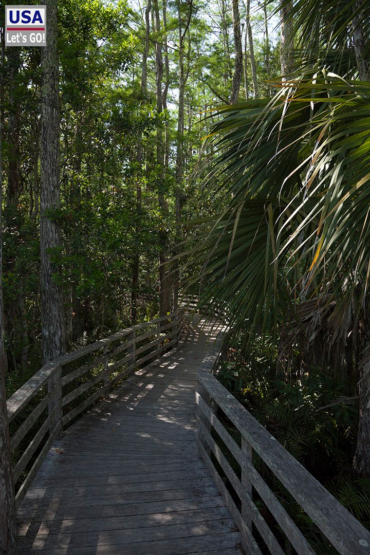 Corkscrew Swamp Boardwalk