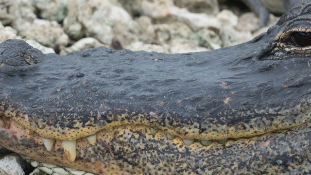 Big Cypress National Preserve (FL)