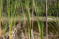 Big Cypress National Preserve (FL)