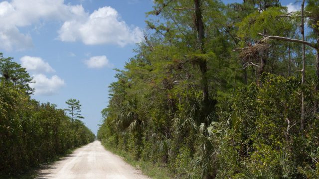 Fakahatchee Strand Preserve State Park (FL)