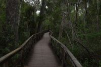 Fakahatchee Strand Preserve State Park (FL)