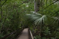 Fakahatchee Strand Preserve State Park (FL)