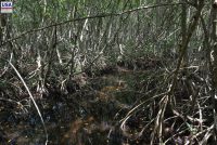 Four Mile Cove Ecological Preserve (FL)