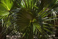 Myakka River State Park (FL)