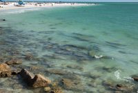 Siesta Beach (FL)