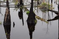 Okefenokee NWR (GA)