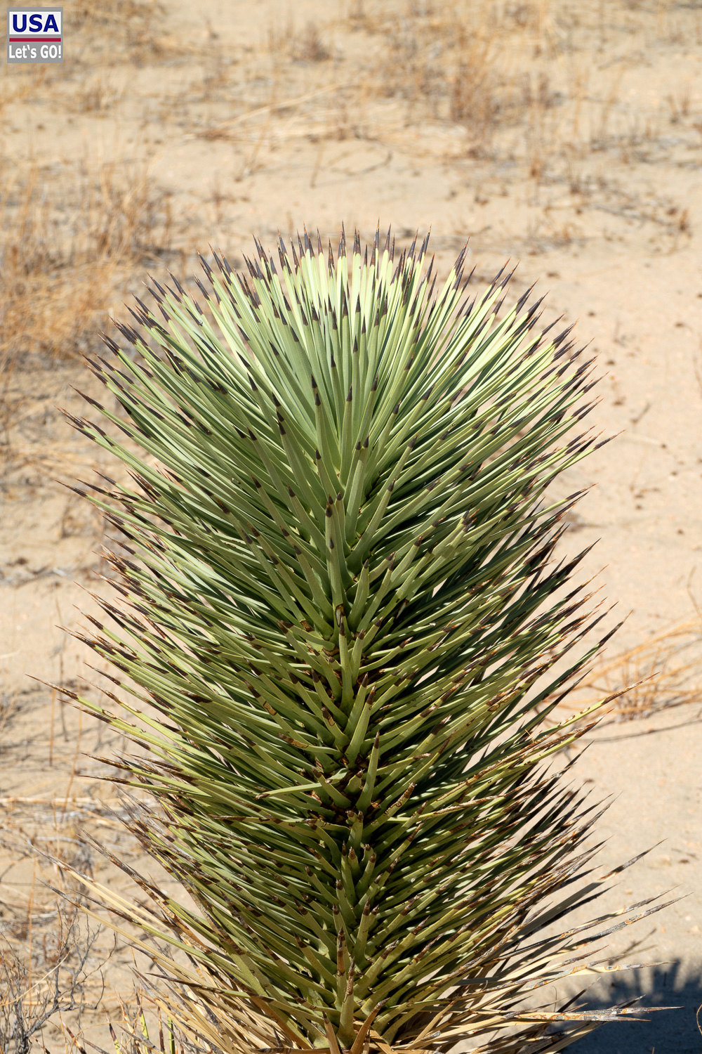 High Desert Tour 2022
