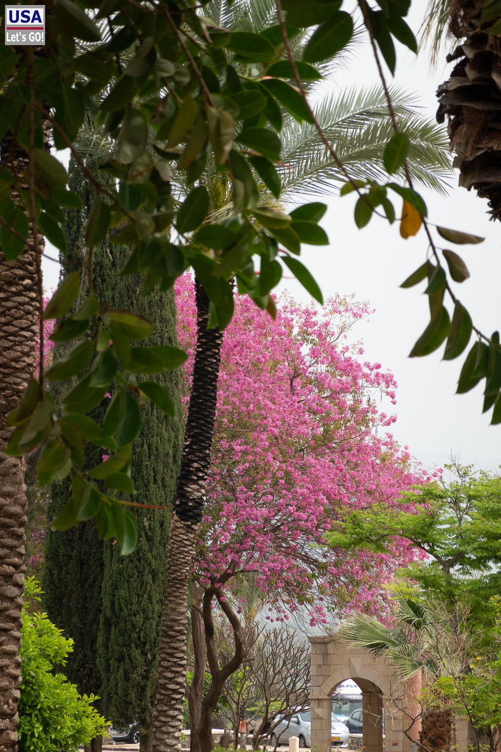 Rosa blühender Baum und Zypressen im Garten am See Genezareth