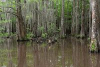 Honey Island Swamp (LA)