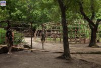 Plimoth Patuxet Museums (MA)
