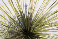White Sands National Park (NM)