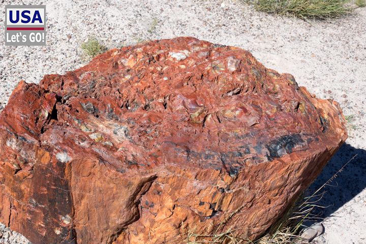Petrified Forest National Park Big Logs Trail